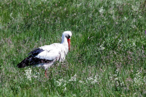 Storch3